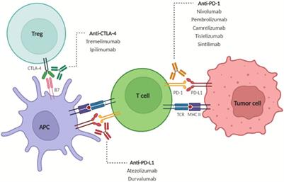 The effect of liver disease on hepatic microenvironment and implications for immune therapy